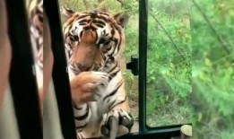 老虎爆料十三哥视频在线观看,老虎爆料视频带你一探究竟